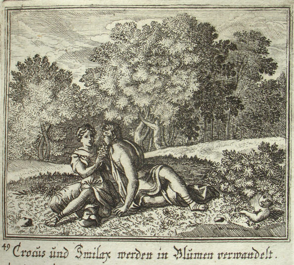  Crocon in parvos versum cum Smilace flores 